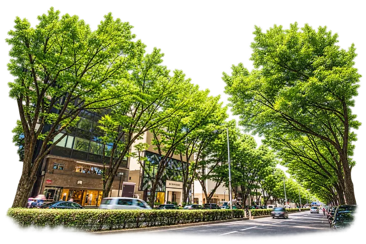 Trees lining Omotesando Avenue.