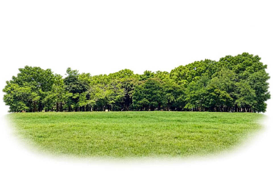 The broad central lawn and trees in Yoyogi Park.